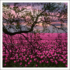 Art Revisited kaarten medium
