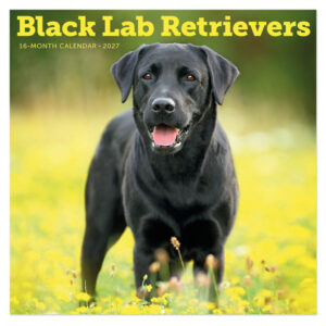 Black Lab Retrievers kalender 2027
