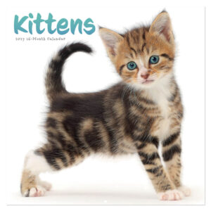 Kittens kalender 2027