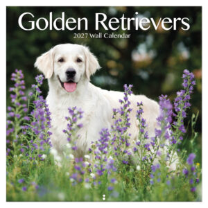 Golden Retrievers kalender 2027